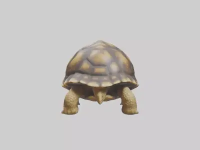 Plowshare Tortoise walking model Low-poly 3D model