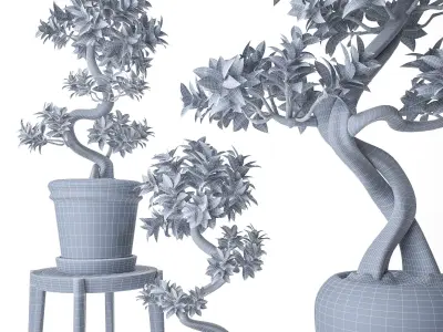 Ficus Microcarpa 3D model