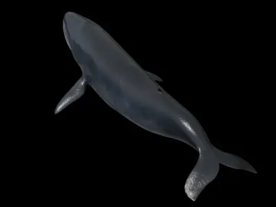 Blue whale Low-poly 3D model