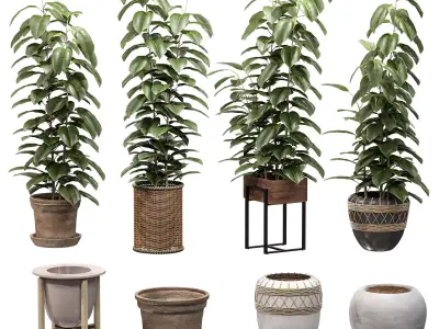 Ficuses in pots 3D model