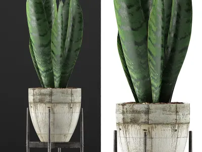 Plants Collection 104 3D model