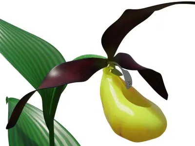 Ladys slipper orchid 3D model