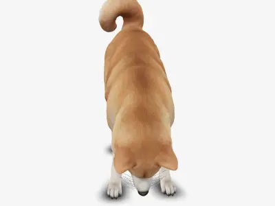dog akita Low-poly 3D model