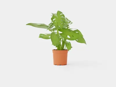 Monstera del touffe Low-poly 3D model
