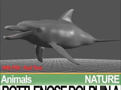 Bottlenose Dolphin A 3D model