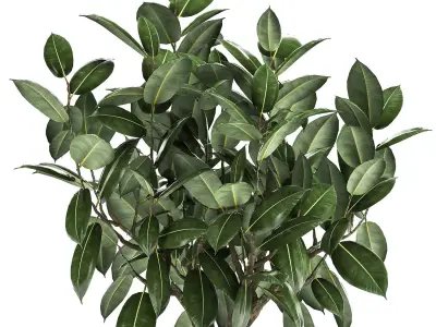 Ficus tree in a pot for the interior 864 3D model