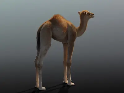 Camel Baby Fur 3D model