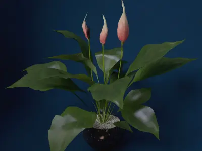 XfrogPlants Peace Lily 3D model
