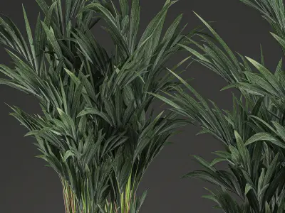 Decorative palm in a in a basket 569 3D model