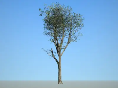 Broadleaf 006 Low-poly 3D model