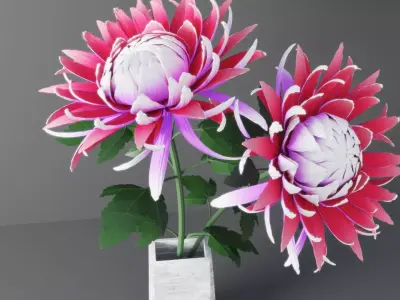 Chrysanthemum Flower 3D model
