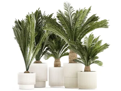 Set of plants in white pots for outdoors Cycas 1426 3D model