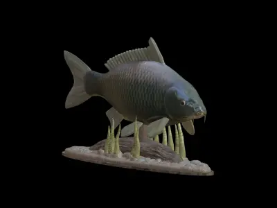 BIG CARP UNDERWATER STATUE DETAILED TEXTURE FOR 3D PRINTING 3D print model