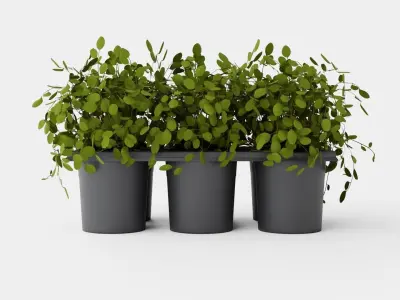 Muehlenbeckia complexa Low-poly 3D model