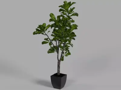 Fiddle Leaf Tree 3D model