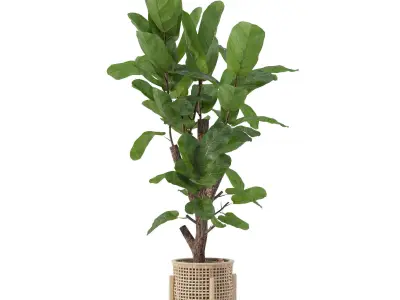 Ficus lyrata in modern flower pot 3D model shop
