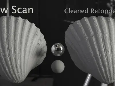 Cockle Sea Shell 3D model