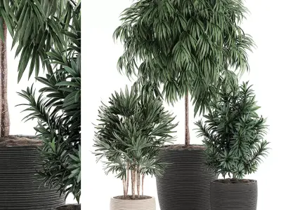 Decorative plants in a black flowerpot 577 3D model