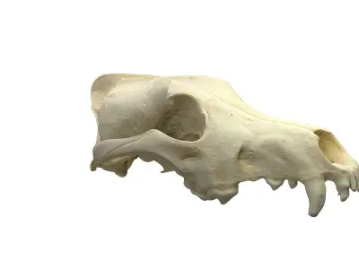 Skull - Wolf Low-poly 3D model