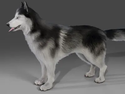 Fur Husky NO Rigged in Blender Low-poly 3D model