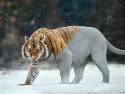 Siberian Tiger Animated  VFX Grace 3D model
