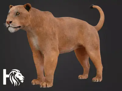 Lioness 3D model