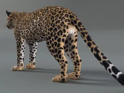 Rigged Leopard Maya 3D Model with 2K Textures 3D model