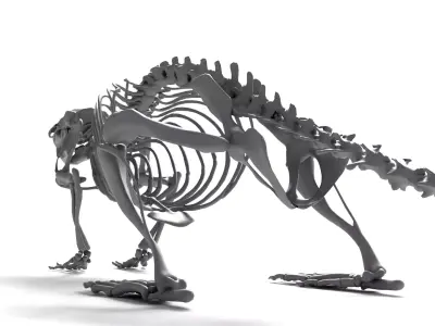 Rat Skeleton 3D Model 3D model