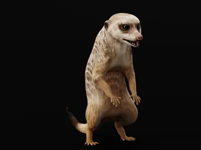 Slender Tailed Meerkat Mongoose 3D model