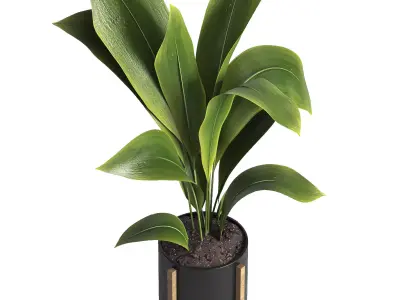 indoor plant 42 3D model