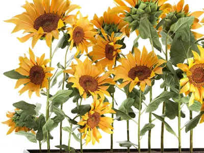 Sunflowers in a flowerpot 1021 3D model