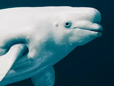 Beluga Whale 3D model
