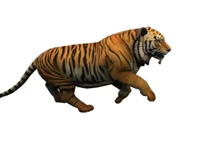 Animated Rigged Tiger  3D model