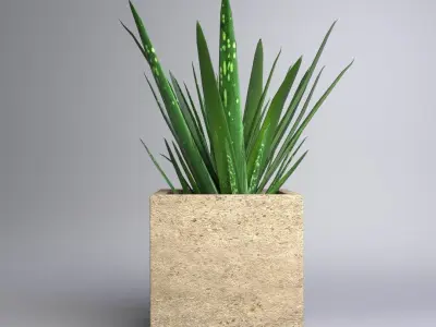 Aloe Vera - Potted Plant 3D model