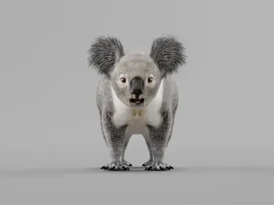 Koala Bear Mammal 3D model