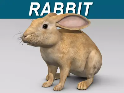 Rabbit - Brown 3D model