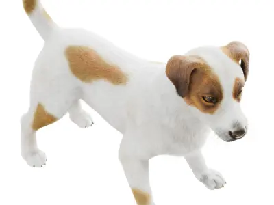 Jack Russell Terrier Dog 3D model
