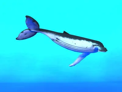Humpback Whale Low-poly 3D model