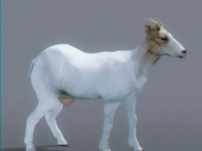 Goat 3D 3D model