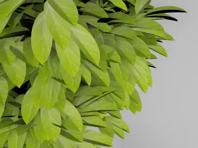 indoor tree Free 3D model