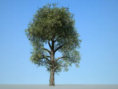 Broadleaf 008 Low-poly 3D model