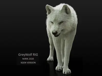 Arctic Wolf RIGGED XGEN igs 3D model
