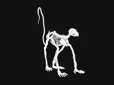Lemur skeleton 3D model