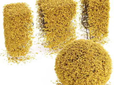 Dwarf yaupon holly fall 3D model