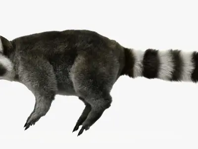 Wild Raccoon 3DS Max 3D model