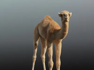 Camel Adult and Baby Animated 3D model