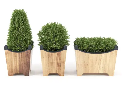 BOXWOOD TOPIARY 3D model