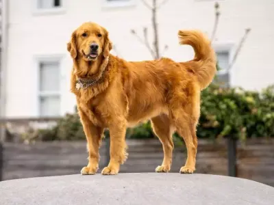 Realistic 3D Golden Retriever Model  High-Quality Dog Asset 3D model
