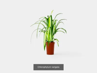 Collection of Houseplants - 5 Models