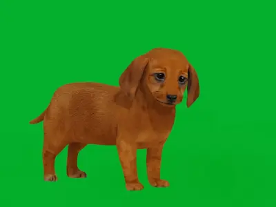 Dachshund Puppy Dog Low-poly 3D model